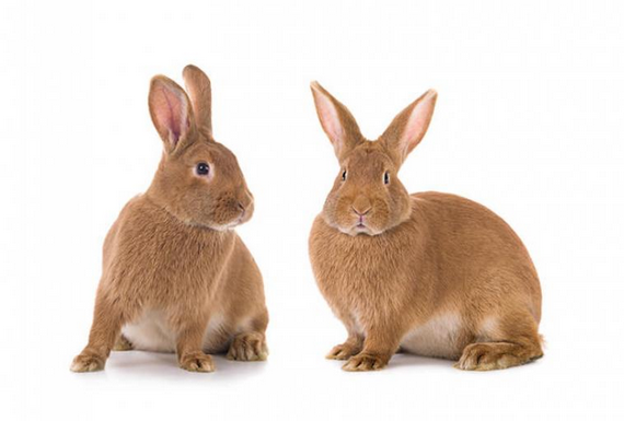TwoRabbit