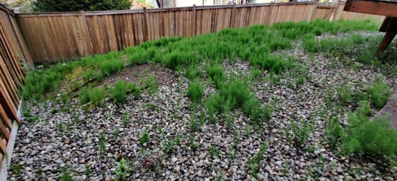 backyard1