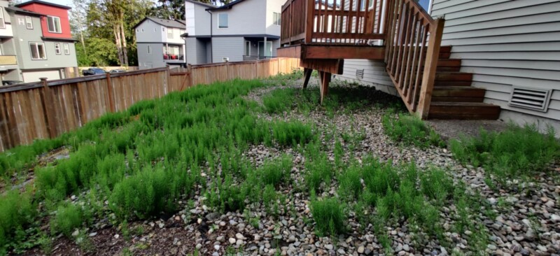 backyard2