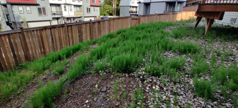 backyard3