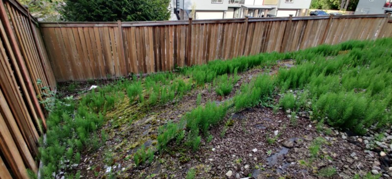 backyard4