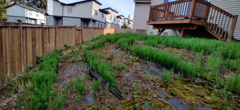 backyard5