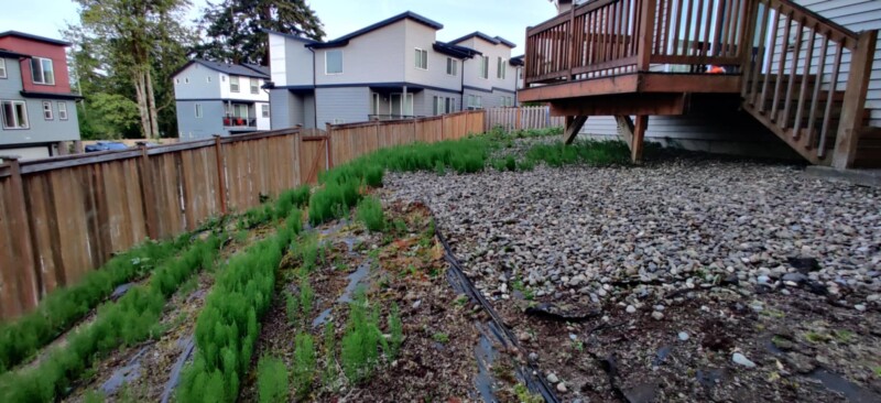 backyardClear4